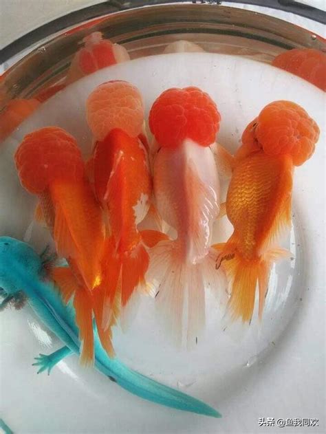 養金魚數量